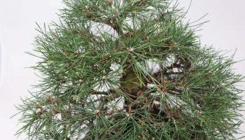 Hoe  is het mogelijk om de naalden van een zwarte dennen-bonsai te verkleinen?