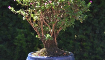 Fiche entretien : Bonsai Cuphea