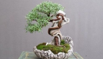 Fiche d'entretien :  Bonsai Romarin