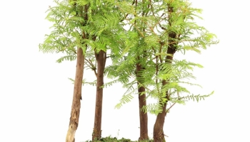 Fiche d'entretien : Métaséquoia de Chine (Metasequoia glyptostroboides)