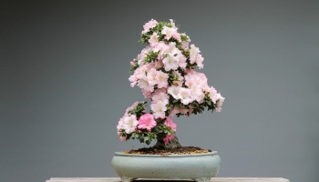 Comment profiter le plus longtemps possible des fleurs de vos bonsaïs azalées ? 