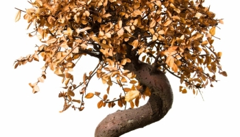 Pourquoi mon bonsai perd ses feuilles ?