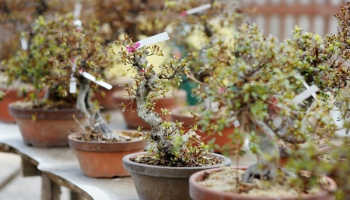 Ons advies voor het kiezen van de juiste bonsai