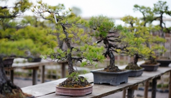 Welke bonsai moet u kiezen als u hem buiten wilt zetten?