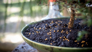 Welk type meststof moet u kiezen voor uw bonsai?