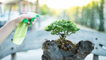 Pourquoi vaporiser un bonsaï ?